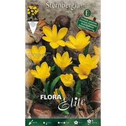 Bulbi Autunnali Sternbergia Lutea Confezione Da 5 Bulbi Bulbs Bulbes en oferta