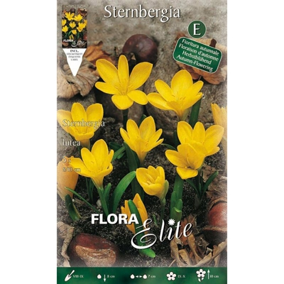 Bulbi Autunnali Sternbergia Lutea Confezione Da 5 Bulbi Bulbs Bulbes
