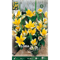 Tulipano Tarda Confezione Da 10 Bulbi​ Autunnali Bulbs Bulbes características
