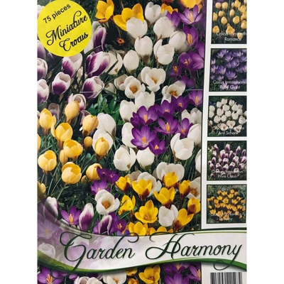 Collezione Di 75 Bulbi Autunnali Crocus Botanici In Mix Bulbs