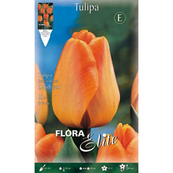 Bulbi Autunnali Tulipano Darwin Hybrid Daydream Confezione Da 10 Bulbi Bulbs características