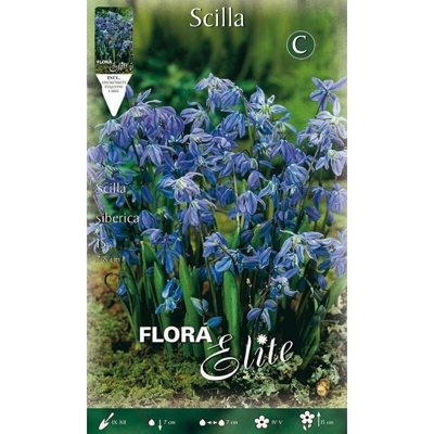 Bulbi Autunnali Scilla Siberica Confezione Da 15 Bulbi Bulbs Bulbes