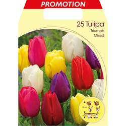 Bulbi Autunnali Tulipano Mix Di Colori Confezione Da 25 Bulbi Bulbs Bulbes precio