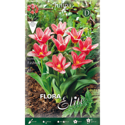 Bulbi Autunnali Tulipano Kaufmanniana Fashion Confezione Da 10 Bulbi Bulbs Bulbes en oferta