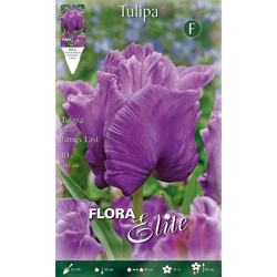 Bulbi Autunnali Tulipano Parrot James Last Confezione Da 10 Bulbi Bulbs Bulbes características