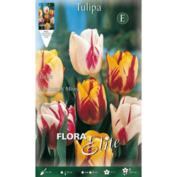 Tulipano Rembrandt Mix Di Colori Confezione Da 10 Bulbi Autunnali Bulbs Bulbes en oferta