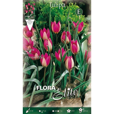 Tulipano Persian Pearl Confezione Da 10 Bulbi Autunnali Bulbs Bulbes