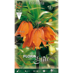 Bulbi Autunnali Fritillaria Aurora Confezione Da 1 Bulbo Bulbs Bulbes precio