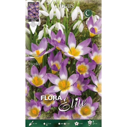 Crocus Sieberi Tricolor Confezione 20 Bulbi Autunnali Bulbs Bulbes precio