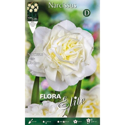 Bulbi Autunnali Narciso Double Obdam Confezione 5 Bulbi Bulbs Bulbes