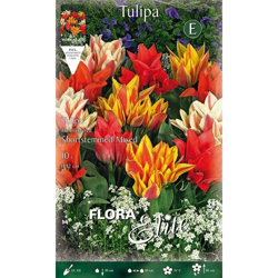 Tulipano Multifiori Mix Di Colori Confezione Da 10 Bulbi Autunnali Bulbs Bulbes características