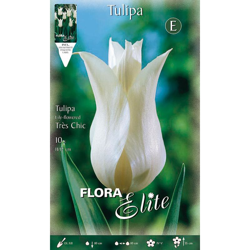 Tulipano Fior Di Giglio Très Chic Confezione Da 10 Bulbi Autunnali Bulbs en oferta