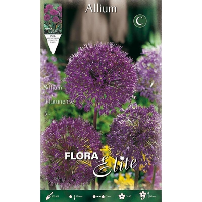 Bulbi Autunnali Allium Aflatunense Confezione Da 5 Bulbi Bulbs Bulbes