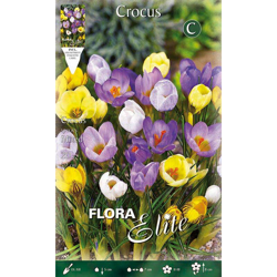 Bulbi Autunnali Crocus Species Mix Confezione Da 20 Bulbi Bulbs Bulbes precio
