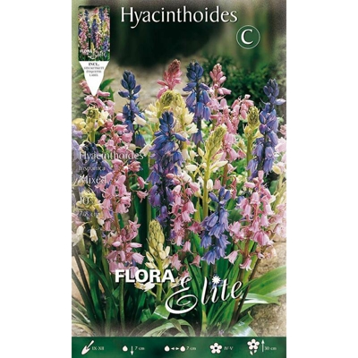 Bulbi Autunnali Giacinto Hyacinthoides Hispanica Mix Confezione 10 Bulbi Bulbs