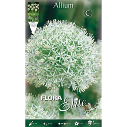 Bulbi Autunnali Allium Mount Everest Confezione Da 1 Bulbo Bulbs Bulbes características