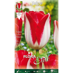 Bulbi Autunnali Tulipano Triumph Alectric Confezione Da 10 Bulbi Bulbs Bulbes precio