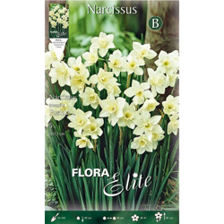 Narciso Jonquilla Pueblo Fragrant Confezione Da 5 Bulbi Autunnali Bulbs características