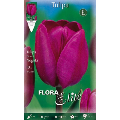 Bulbi Autunnali Tulipano Triumph Negrita Confezione Da 10 Bulbi Bulbs Bulbes