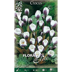 Bulbi Autunnali Crocus Chrysanthus Prins Claus Confezione 20 Bulbi Bulbs Bulbes precio