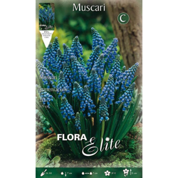 Muscari Armeniacum Confezione Da 20 Bulbi Autunnali Bulbs Bulbes características