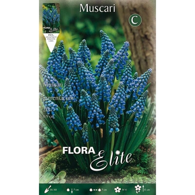 Muscari Armeniacum Confezione Da 20 Bulbi Autunnali Bulbs Bulbes