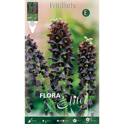 Bulbi Autunnali Fritillaria Persica Confezione Da 1 Bulbo Bulbs Bulbes características