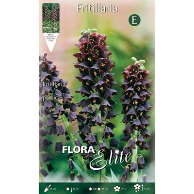 Bulbi Autunnali Fritillaria Persica Confezione Da 1 Bulbo Bulbs Bulbes