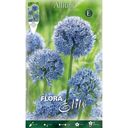 Bulbi Autunnali Allium Caeruleum Confezione Da 20 Bulbi Bulbs Bulbes en oferta