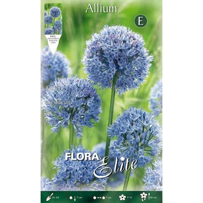Bulbi Autunnali Allium Caeruleum Confezione Da 20 Bulbi Bulbs Bulbes