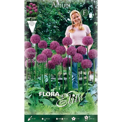 Bulbi Autunnali Allium Globemaster Confezione Da 1 Bulbo Bulbs Bulbes