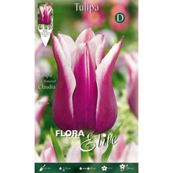 Tulipano Lilyflowering Claudia Confezione Da 10 Bulbi Autunnali Bulbs características