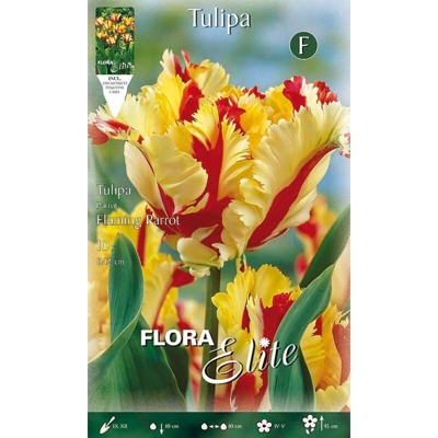 Bulbi Autunnali Tulipano Flaming Parrot Confezione Da 10 Bulbi Bulbs Bulbes