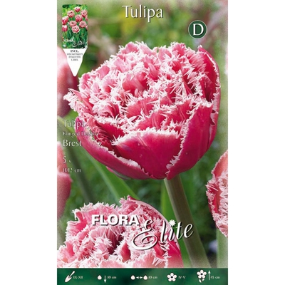Tulipano Fiore Doppio Brest Confezione Da 5 Bulbi Autunnali Bulbs Bulbes