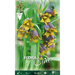 Bulbi Autunnali Fritillaria Uva Vulpis Confezione Da 15 Bulbi Bulbs Bulbes características