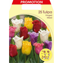 Tulipano Sfrangiati Mix Di Colori Confezione Da 25 Bulbi Autunnali Bulbs Bulbes en oferta
