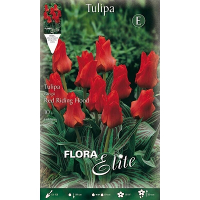 Bulbi Autunnali Di Tulipano Greigii Riding Hood Confezione Da 10 Bulbi Bulbs Bulbes