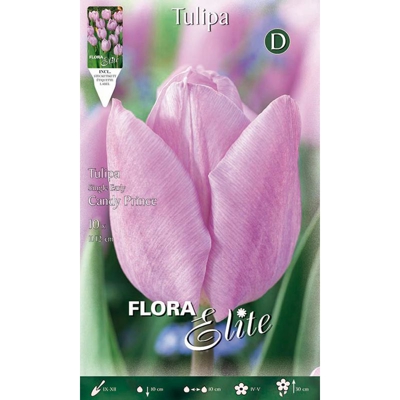 Tulipano Apricot Candy Prince Confezione Da 10 Bulbi Autunnali Bulbs Bulbes