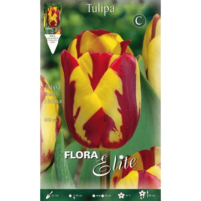 Tulipano Rembrandt Helmar Confezione Da 10 Bulbi Autunnali Bulbs Bulbes