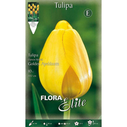 Bulbi Autunnali Tulipano Darwin Hybrid Golden Apeldoorn Confezione Da 10 Bulbi Bulbs características