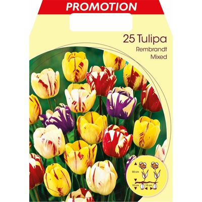 Tulipano Rembrandt Mix Di Colori Confezione Da 25 Bulbi Autunnali Bulbs Bulbes