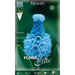 Bulbi Autunnali Muscari Azureum Confezione Da 15 Bulbi Bulbs Bulbes características