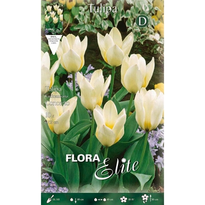 Bulbi Autunnali Tulipano Kaufmanniana Concerto Confezione Da 10 Bulbi Bulbs Bulbes