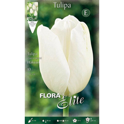 Bulbi Autunnali Tulipano Darwin Hakuun Confezione Da 10 Bulbi precio