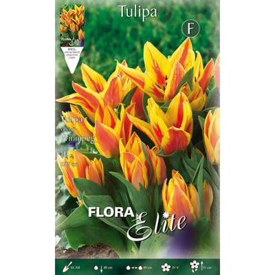 Tulipano Multifiori Winnipeg Confezione Da 10 Bulbi Autunnali Bulbs Bulbes