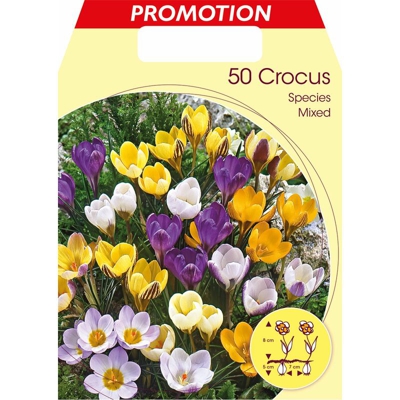 Bulbi Autunnali Crocus Species Mix Confezione Da 50 Bulbi Bulbs Bulbes