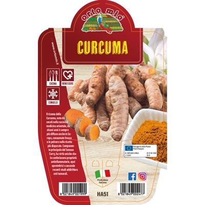 Curcuma - 1 pianta v.14cm - Orto Mio