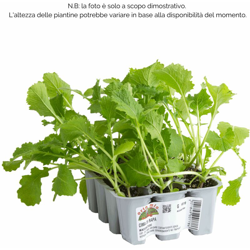 Cima di Rapa Maceratese - 12 piante - Orto Mio características