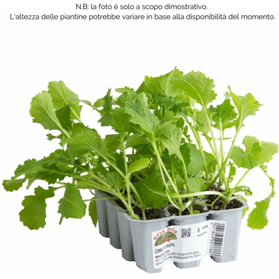 Cima di Rapa Maceratese - 12 piante - Orto Mio