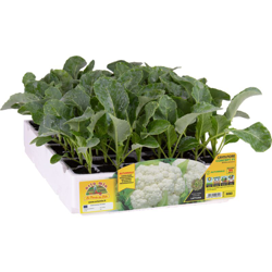 Cavolfiore Autunnale Kastor F1 - 6 piante - Orto Mio precio